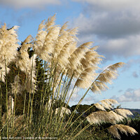 Buy canvas prints of Pampas Grass in Flower by Allan Bell