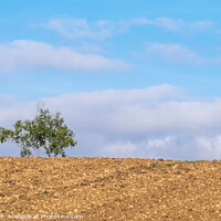 Buy canvas prints of Lone Tree on Skyline Cotswolds by Allan Bell