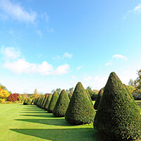 Buy canvas prints of Conical trees in line across lawn by Allan Bell
