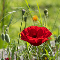 Buy canvas prints of Double poppy by Allan Bell