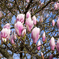Buy canvas prints of Magnolia Tree in Bud by Allan Bell