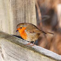 Buy canvas prints of Robin Redbreast Perched on Fence by Allan Bell