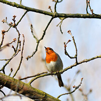 Buy canvas prints of Robin Redbreast Singing by Allan Bell