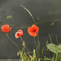 Buy canvas prints of Three Poppies By a River by Allan Bell