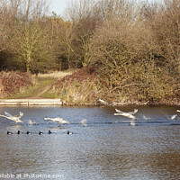 Buy canvas prints of Mute Swans Taking off by Allan Bell