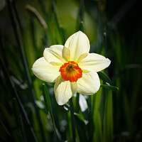 Buy canvas prints of Daffodil Geranium Narcissus Flower by Allan Bell