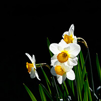 Buy canvas prints of Daffodil Actaea Narcissus by Allan Bell