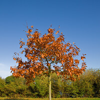 Buy canvas prints of Young Oak Tree in Autumn by Allan Bell