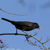 Buy canvas prints of Male Blackbird Foraging for Berries by Allan Bell