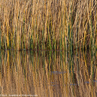 Buy canvas prints of Reeds Reflected in Lake by Allan Bell