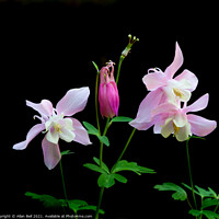 Buy canvas prints of Pink Aquilegia by Allan Bell
