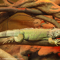 Buy canvas prints of Green Iguana  by Allan Bell