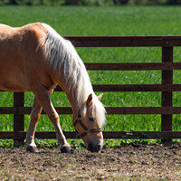 Buy canvas prints of Palomino Horse in Paddock by Allan Bell