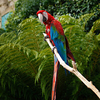 Buy canvas prints of Scarlet Macaw by Allan Bell
