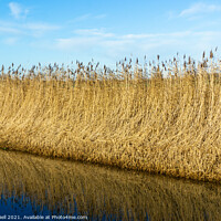 Buy canvas prints of Reeds by Drainage Dyke by Allan Bell