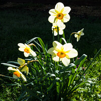 Buy canvas prints of Backlit Daffodils by Allan Bell