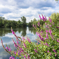 Buy canvas prints of Purple Loosestrife by Lake by Allan Bell