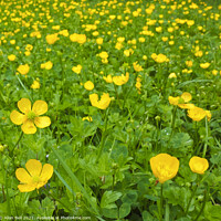 Buy canvas prints of Creeping Buttercup Field by Allan Bell