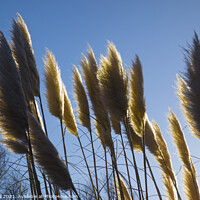 Buy canvas prints of Pampas Grass in Side Lighting by Allan Bell