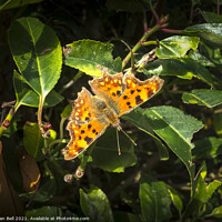 Buy canvas prints of Comma Butterfly by Allan Bell
