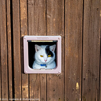 Buy canvas prints of Cat Looking Out of Cat Flap by Allan Bell