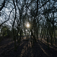 Buy canvas prints of Low Starburst Sun Through Trees by Allan Bell