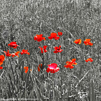 Buy canvas prints of Red Poppies on Black and White by Allan Bell