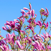 Buy canvas prints of Magnolia 'Jane'  by Allan Bell