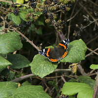 Buy canvas prints of Red Admiral Butterfly by Allan Bell