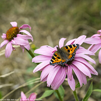Buy canvas prints of Small tortoiseshell butterfly on pink flower by Allan Bell