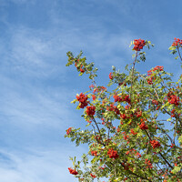 Buy canvas prints of Rowan Tree in Berry against Blue Sky by Allan Bell