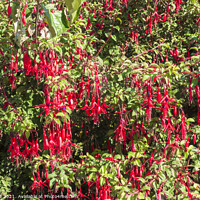 Buy canvas prints of Fuchsia bush with red pendulous flowers by Allan Bell
