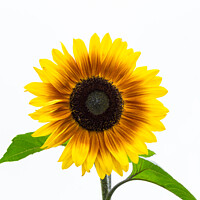 Buy canvas prints of Bicolour Sunflower on White by Allan Bell