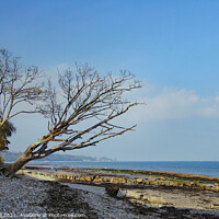 Buy canvas prints of Leaning Trees Bembridge Coast by Allan Bell