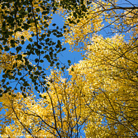 Buy canvas prints of Golden Leaves in Canopy against Blue Sky by Allan Bell