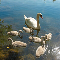 Buy canvas prints of Mute Swan Brood Six by Allan Bell