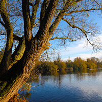 Buy canvas prints of Tree by lake Autumn by Allan Bell