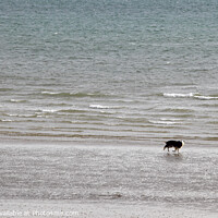 Buy canvas prints of Couple and Dog Bognor Beach by Allan Bell