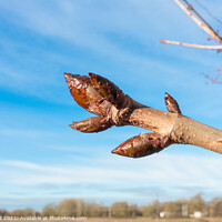Buy canvas prints of Sticky buds Horse Chestnut by Allan Bell