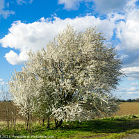 Buy canvas prints of Blackthorn Blossom Early Spring by Allan Bell