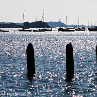 Buy canvas prints of Posts in Water Bosham Harbour Chichester by Allan Bell