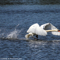 Buy canvas prints of Mute Swan Taking off by Allan Bell