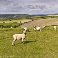 Buy canvas prints of Sheep on South Downs by Allan Bell