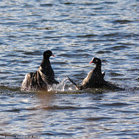 Buy canvas prints of Coots Fighting by Allan Bell