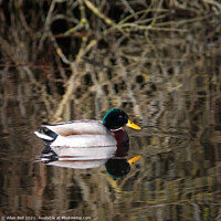 Buy canvas prints of Mallard Drake and Reflection by Allan Bell