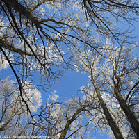 Buy canvas prints of Frosty Treetops by Allan Bell