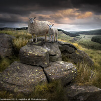 Buy canvas prints of Ruminant Stare near Glyncorrwg, South Wales by Alan Jenkinson
