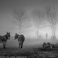 Buy canvas prints of Donkey Sanctuary in the Mist by Alan Jenkinson