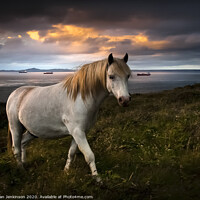 Buy canvas prints of St Brides Pony at Twilight, West Wales by Alan Jenkinson