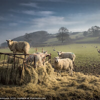 Buy canvas prints of Dawn Feeding Sheep, South Wales by Alan Jenkinson